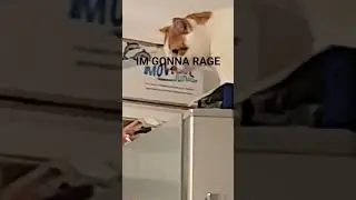 Just Hear Thos Jinglininidingin Indian Rappers Goofy ahh Video Cat on a Refrigerator bursting