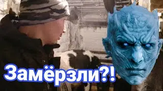 Как зимуют коровы и телята в старом сарае в -35° // на улице мороз🥶