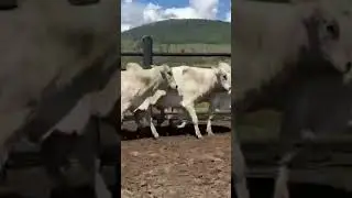 Garrotada de engorda # engorda a pasto # gado de corte
