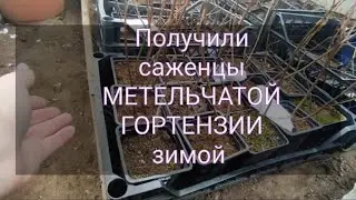 Получили саженцы гортензии зимой .Где их хранить до весны ⁉️