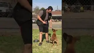 The Step-By-Step Process to Teach Your Dog Any Command!