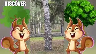 Discavery animal 2024 Хоровод белок
