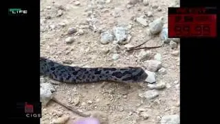 Snake, what happened?