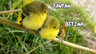 Anakan sirtu/cipoh jantan dan betina, begini cara membedakan