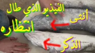 الفرق بين ذكر الصنور وأنثى الصنور موضوع مهم جدا