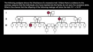 How to solve pedigree probability problems  - 4