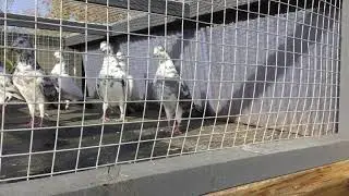 High flying pigeons