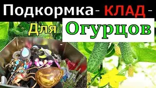 Про Эту Подкормку для Огурцов мало кто Расскажет. БЕЗУМНО ЭФФЕКТИВНО - огурцам