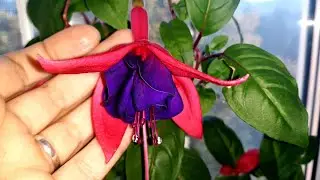 МОИ ОСЕННЕ - ЦВЕТОЧНЫЕ ХЛОПОТЫ🌺 / РАЗБОР ПОЛЁТОВ/ ВАШИ КОММЕНТАРИИ🤷‍♀️☝️