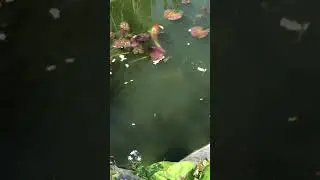 Наши карпы как слоны 😁👍
