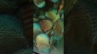Правильный дискус в 