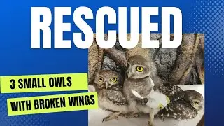 3 Rescued owls from side of road