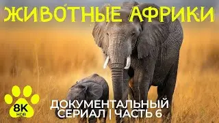 Дикая природа Африки – #6 | 8K HDR Документальный фильм о животных заповедника Гондвана