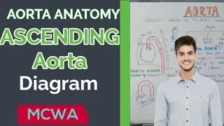 Ascending aorta - relations|aorta Anatomy|