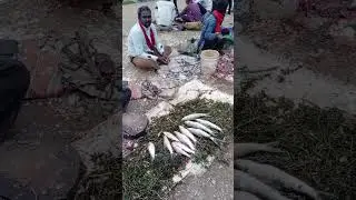 Fish market at Dongargaon near to Nagpur. 