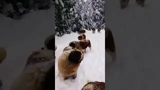 St. Bernards, lots of Beethovens (Сенбернары, много Бетховенов) 