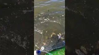 Карася мы будем отпускать. 