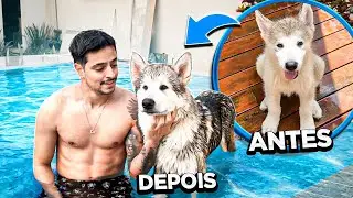 O Bills CRESCEU! 🐺 | Malamute do Alasca