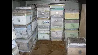 ответы на вопросы  - особенности при зимовки пчел в помещении