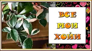 ВСЕ МОИ ХОЙИ / Кто остался после зимы / Hoya my collection