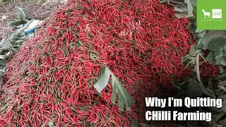 Why I’m Quitting Chilli Farming