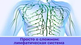 7 методов улучшения лимфотока и устранения отечности. Убираем застой лимфы. Лимфатическая система.