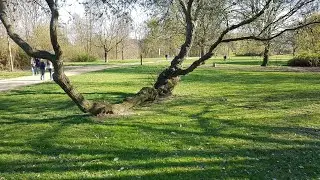 Анекдоты про лес, лесорубов, маково конопляные поля, депутатов, и самый смешной анекдот про Сталина