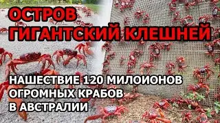 Нашествие 120 миллионов крабов в Австралии. Что творится на острове Рождества: куда бегут эндемики?