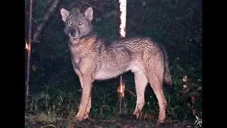 In search of Japan's lost wolves