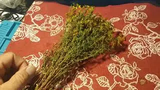 Зверобой. Растение лекарственное и мистическое!!!!! 