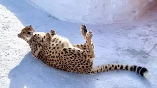Gerda saw a tractor for the first time! Cheetah is tumbling in the snow - it means spring is coming!