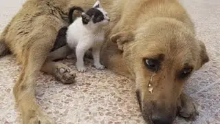 The story of a lonely kitten comforting a grieving dog will melt your heart...😢