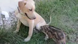 Kumbali and Kago Meet a Baby Red River Hog