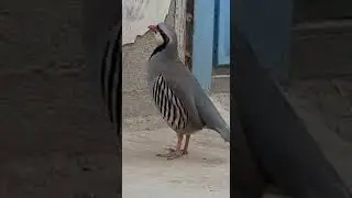 Кабки Гибрид