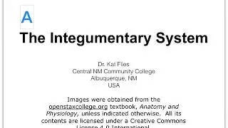 05A Integumentary System Intro