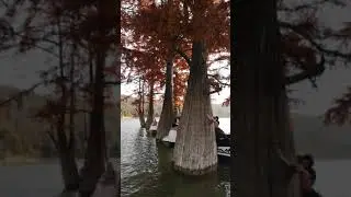 кипарисы в Сукко сейчас в своём самом ярком окрасе!