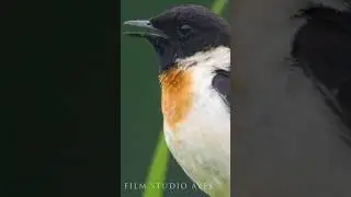 Singing stonechat male and female 