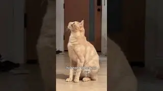 Felix's Christmas Eve Dinner