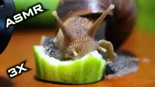 ASMR Snail Eating Cucumber 🐌2 | Animal ASMR