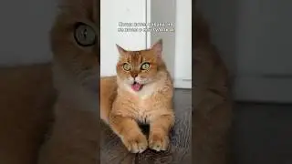 #кот