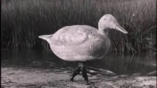 чьи то любимые видеоприколы