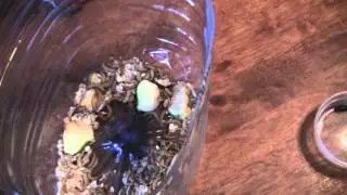 Разведение мучных червей (мучника, мучного хрущака, чернотелок)