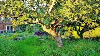 A Lockdown Stroll Through 'The Cottage' Garden in England