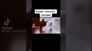 Жена подстилка!🤣 у котов прыщи! что за видео? 