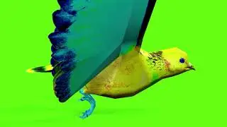 Green Screen Pigeon Animation | Pigeon Green Screen Videos