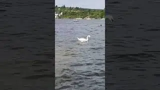 🦢В гармонии с природой🦢