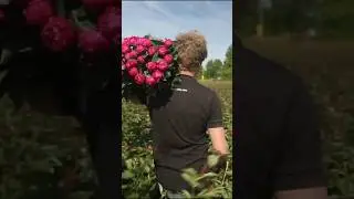 Peony’s farms What the world's largest peony company looks like 