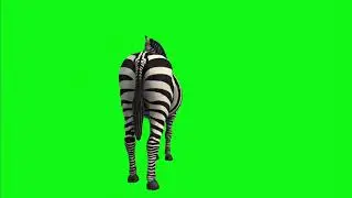 Zebra green screen  animation |chroma key |green screen effects