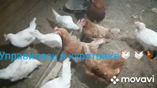 Сьездила в Свободный, покормила телят, управилась у курей и это ещё не все 😱😱🤣❤️