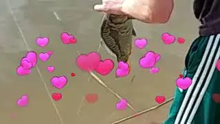 Шуточная песня 